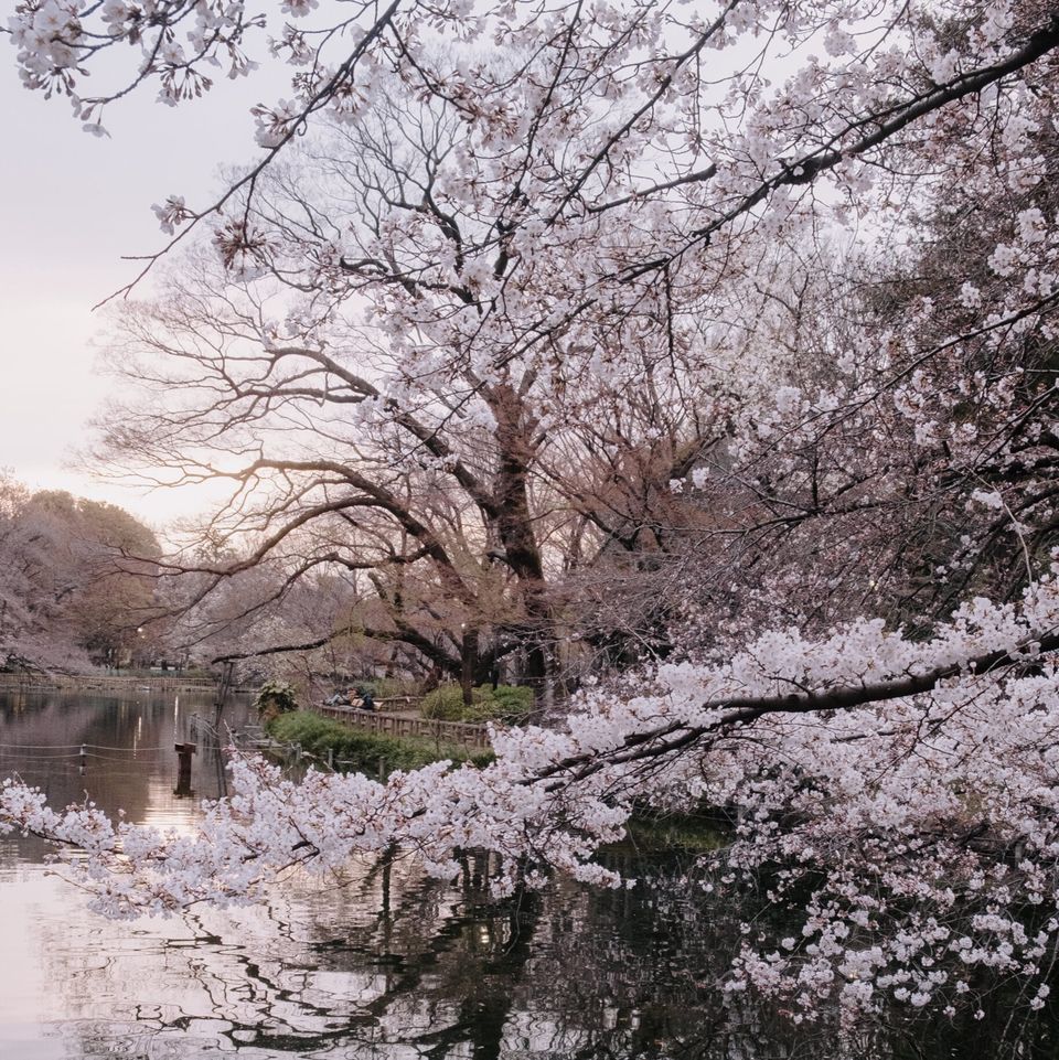 Close-up of pale pink cherry blossoms on a branch