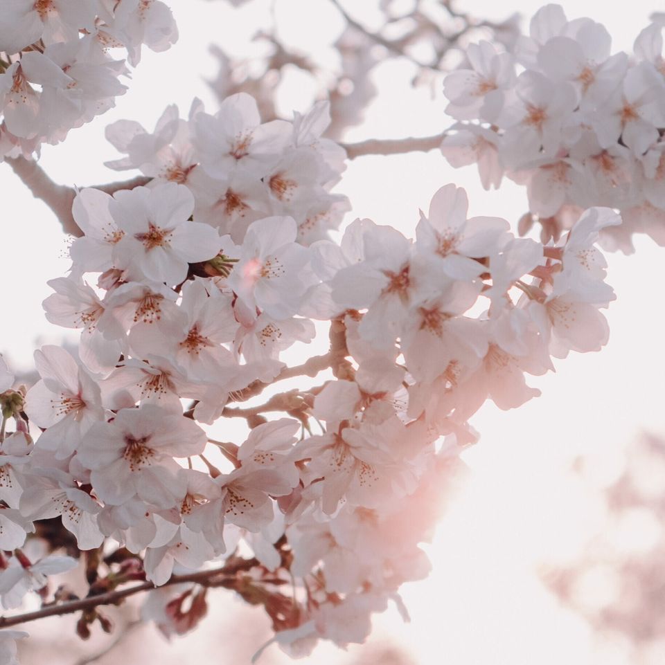 Bright cherry blossoms against a clear spring sky